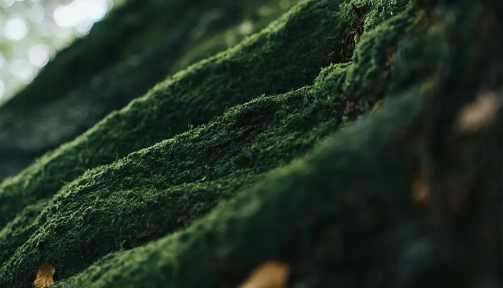 Zoomed in photo of green and lush musk growing on the roots of a tree in a forest